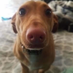 Meet your Posher, Veronica